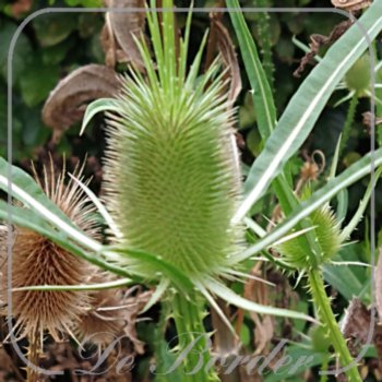 Dipsacus fullonum