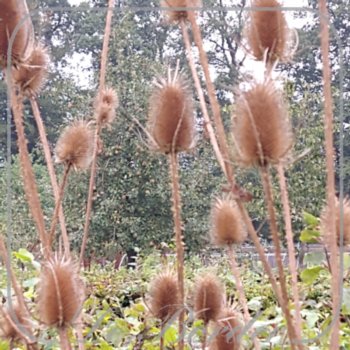 Dipsacus fullonum
