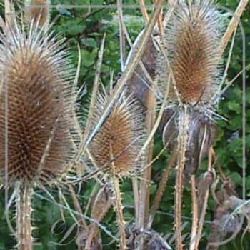 Dipsacus fullonum