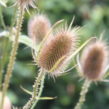 Dipsacus fullonum