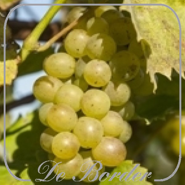 Druif 'Riesling'