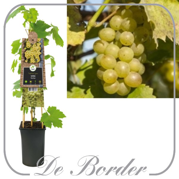 Druif 'Riesling'