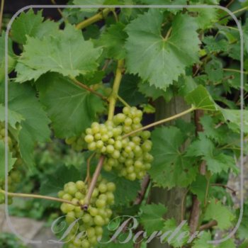 Druif 'Vroege van der Laan'