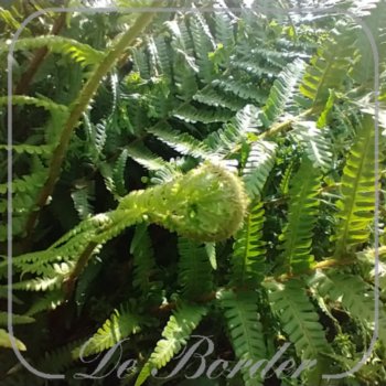 Dryopteris affinis 'The King'