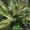Dryopteris affinis 'The King'