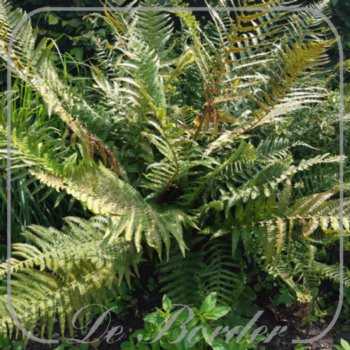Dryopteris affinis 'The King'