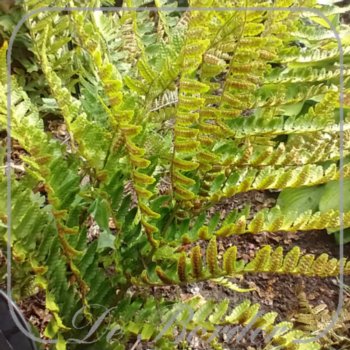 Dryopteris erythrosora