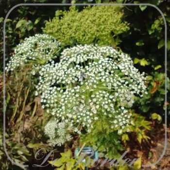 dystaenia-takesimana-543 Dystaenia takesimana