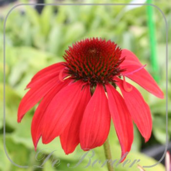 Echinacea 'Cheyenne Spirit'