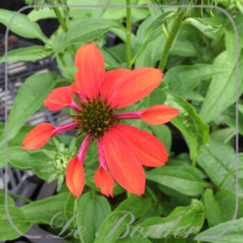 Echinacea 'Cheyenne Spirit'