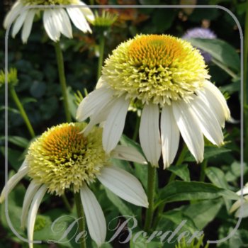 echinacea-coconut-lime-391 Echinacea 'Coconut Lime'