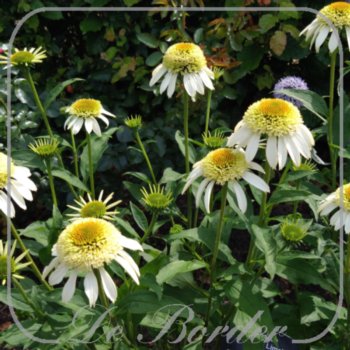 echinacea-coconut-lime-393 Echinacea 'Coconut Lime'