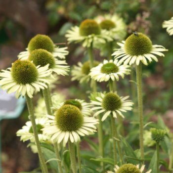 Echinacea 'Green Jewel'