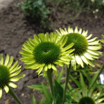 Echinacea 'Green Jewel'