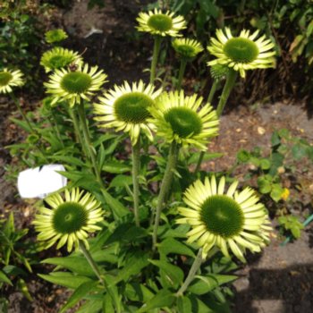 Echinacea 'Green Jewel'