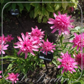echinacea-mini-belle-837 Echinacea 'Mini Belle'