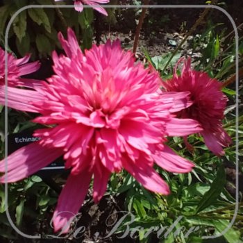 echinacea-mini-belle-839 Echinacea 'Mini Belle'