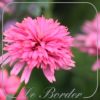 Echinacea 'Pink Bonbon'