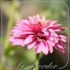 Echinacea 'Pink Bonbon'