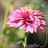 Echinacea 'Pink Bonbon'