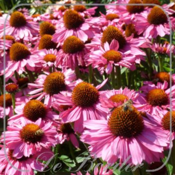 echinacea-pink-passion-024.jpg Echinacea 'Pink Passion'