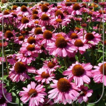 echinacea-pink-passion-276.jpg Echinacea 'Pink Passion'