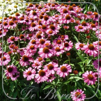 echinacea-pink-passion-394.jpg Echinacea 'Pink Passion'