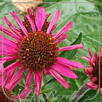 echinacea-pink-passion-823.jpg Echinacea 'Pink Passion'