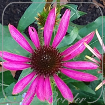 Echinacea 'Strawberry and Cream'