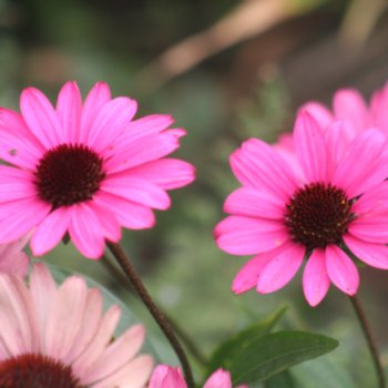 echinacea-summer-cloud-822 Echinacea 'Summer Cloud'