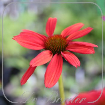 echinacea-tomato-soup-265 Echinacea 'Tomato Soup'
