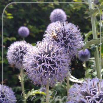 Echinops bannaticus 'Taplow Blue'