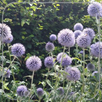 Echinops bannaticus 'Taplow Blue'
