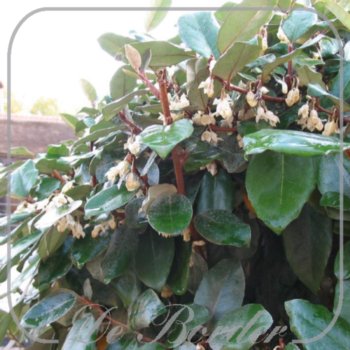 elaeagnus-ebbingei-30-40-cm-c2-200 Elaeagnus ebbingei