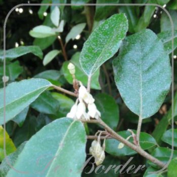 elaeagnus-ebbingei-30-40-cm-c2-215 Elaeagnus ebbingei