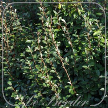 elaeagnus-ebbingei-30-40-cm-c2-218 Elaeagnus ebbingei