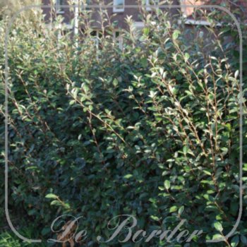 elaeagnus-ebbingei-30-40-cm-c2-542 Elaeagnus ebbingei