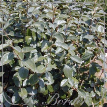 Elaeagnus ebbingei