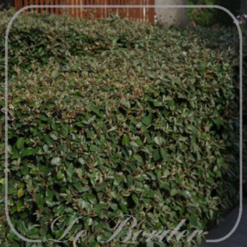 elaeagnus-ebbingei-30-40-cm-c2-842 Elaeagnus ebbingei