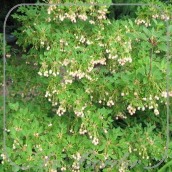 Enkianthus campanulatus
