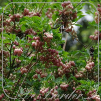 Enkianthus campanulatus