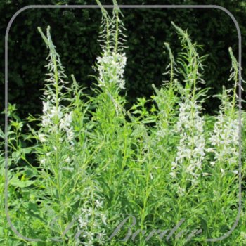 Epilobium angustifolium var. leucanthum --
