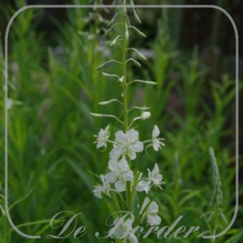 Epilobium angustifolium 'Album'
