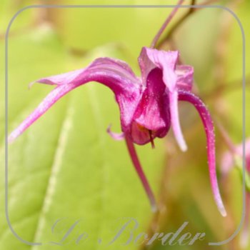 Epimedium grandiflorum f. violaceum