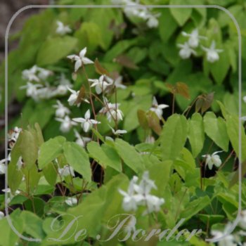 epimedium-youngianum-niveum-672 Epimedium youngianum 'Niveum'