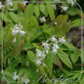 epimedium-youngianum-niveum-873 Epimedium youngianum 'Niveum'