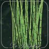 Equisetum hyemale
