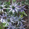 Eryngium bourgatii 'Lapis Blue'