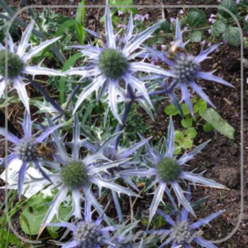 eryngium-bourgatii-lapis-blue-147 Eryngium bourgatii 'Lapis Blue'