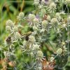 Eryngium planum 'Silver Stone'